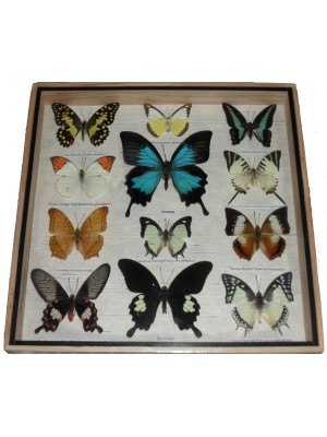 Real 12 Mix Butterfly for sale in wood frame Taxidermy