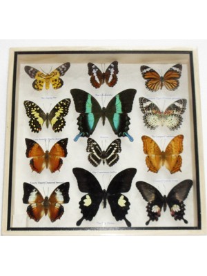 Real 12 Mix Butterfly for sale in wood frame Taxidermy