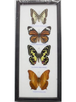 REAL 4 FRAME BUTTERFLY wall hanging Collection Taxidermy in framed