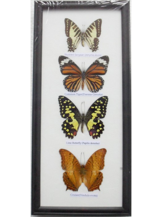 REAL 4 FRAME BUTTERFLY wall hanging Collection Taxidermy in framed