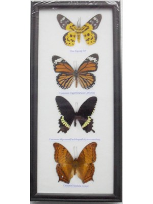 REAL 4 FRAME BUTTERFLY wall hanging Collection Taxidermy in framed