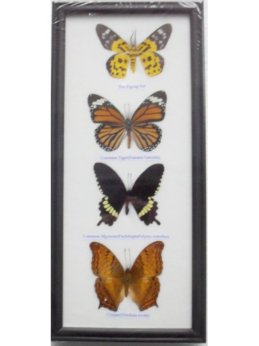 REAL 4 FRAME BUTTERFLY wall hanging Collection Taxidermy in framed