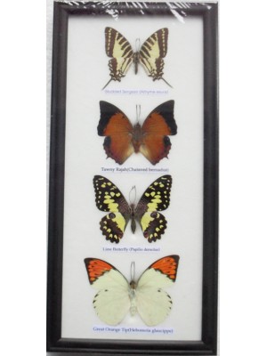 REAL 4 FRAME BUTTERFLY wall hanging Collection Taxidermy in framed