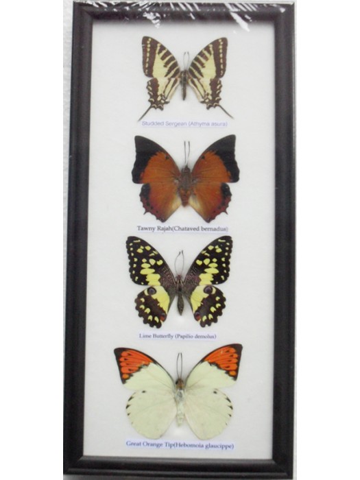 REAL 4 FRAME BUTTERFLY wall hanging Collection Taxidermy in framed