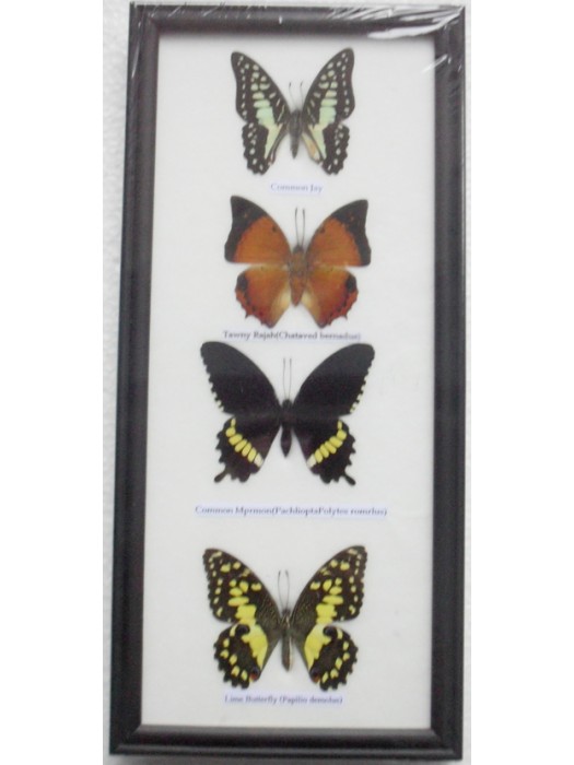 REAL 4 FRAME BUTTERFLY wall hanging Collection Taxidermy in framed