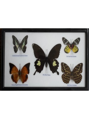 REAL 5 BEAUTIFUL BUTTERFLY Framed 