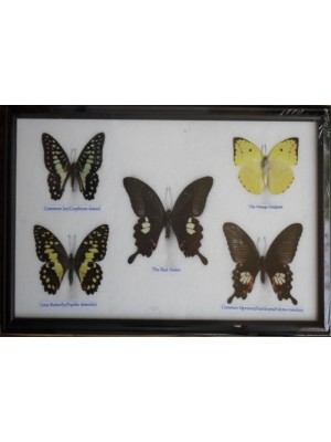 REAL 5 BEAUTIFUL BUTTERFLY Framed 