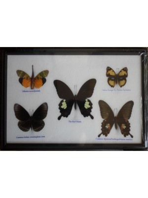 REAL 5 BEAUTIFUL BUTTERFLY Framed 