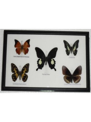 REAL 5 BEAUTIFUL BUTTERFLY Collection Framed