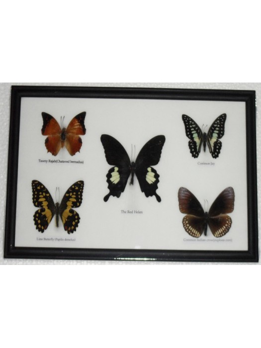 REAL 5 BEAUTIFUL BUTTERFLY Collection Framed