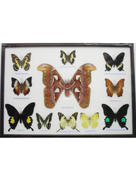 REAL 11 BEAUTIFUL BUTTERFLIES Moth Collection Taxidermy in frame