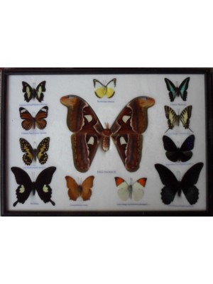 REAL 12 BEAUTIFUL BUTTERFLIES Moth Collection Taxidermy in frame