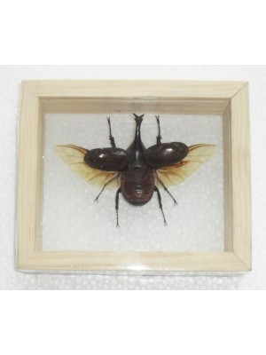 Real Fighting Beetle Xylotrupes Gideon insect Taxidermy Double glass in framed