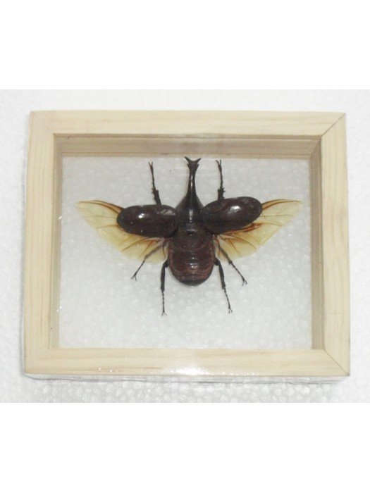 Real Fighting Beetle Xylotrupes Gideon insect Taxidermy Double glass in framed