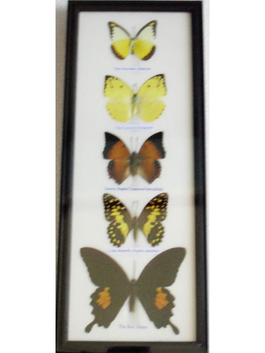 REAL 5 BEAUTIFUL BUTTERFLY wall decor Collection Taxidermy Frames