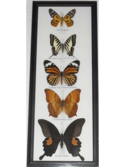 REAL 5 BEAUTIFUL BUTTERFLY wall decor Collection Taxidermy Frames