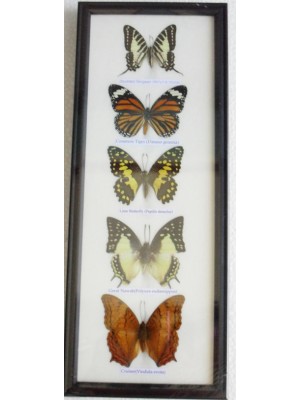 REAL 5 BEAUTIFUL BUTTERFLY wall decor Collection Taxidermy Frames