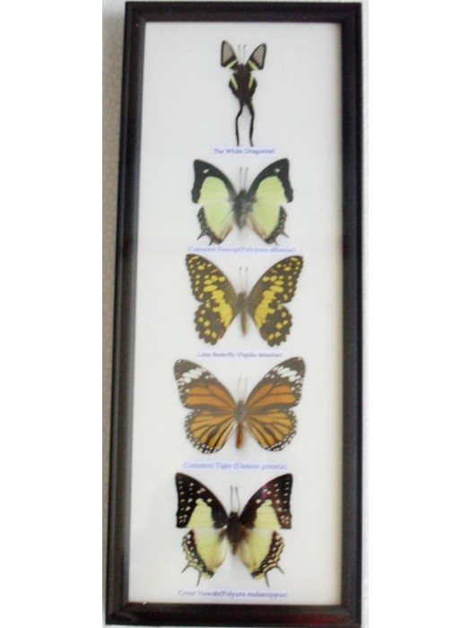 REAL 5 BEAUTIFUL BUTTERFLY wall decor Collection Taxidermy Frames