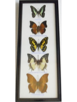 REAL 5 BEAUTIFUL BUTTERFLY wall decor Collection Taxidermy Frames