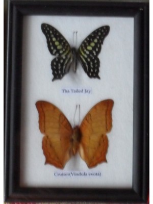 REAL 2 BEAUTIFUL BUTTERFLY Collection in Frame 