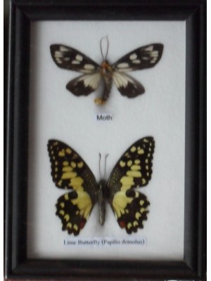 REAL 2 BEAUTIFUL BUTTERFLY Collection in Frame 