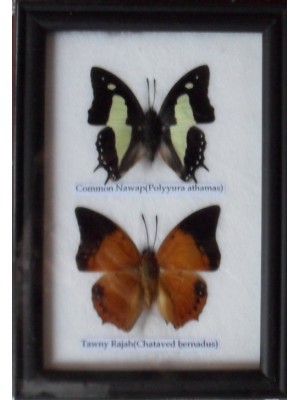 REAL 2 BEAUTIFUL BUTTERFLY Collection in Frame 