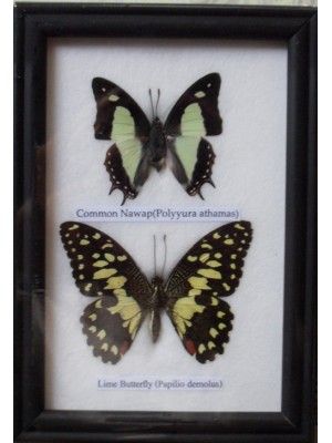 REAL 2 BEAUTIFUL BUTTERFLY Collection in Frame 