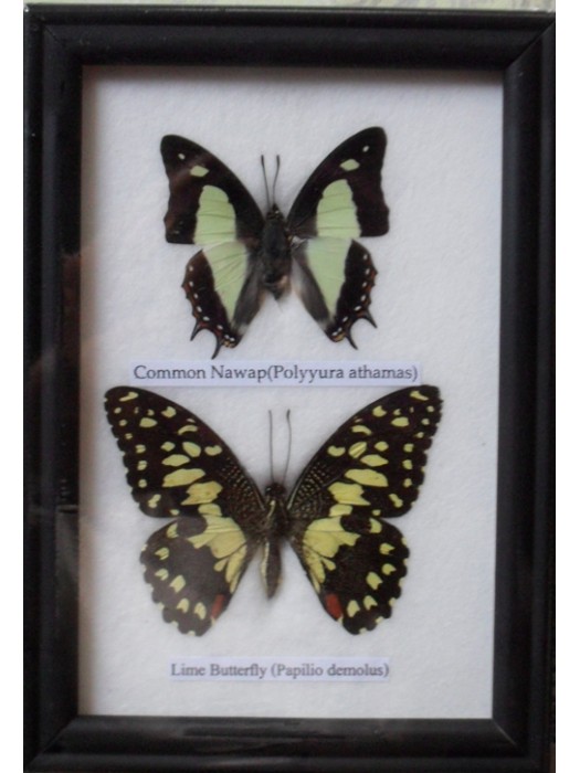 REAL 2 BEAUTIFUL BUTTERFLY Collection in Frame 