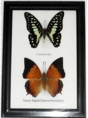 REAL 2 BEAUTIFUL BUTTERFLY Collection in Frame 