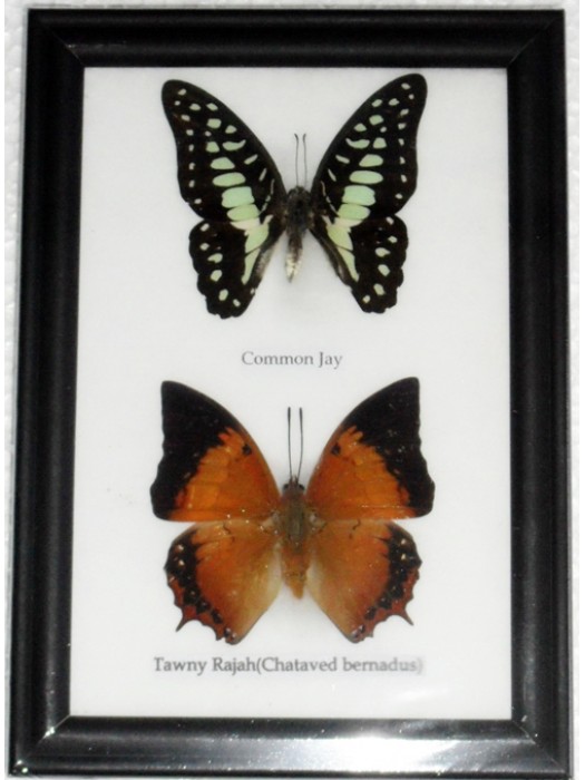 REAL 2 BEAUTIFUL BUTTERFLY Collection in Frame 