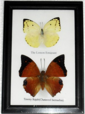 REAL 2 BEAUTIFUL BUTTERFLY Collection in Frame 