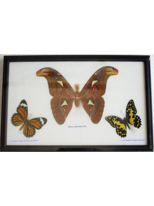 Real Butterflies Moth(M) Taxidermy in frame 