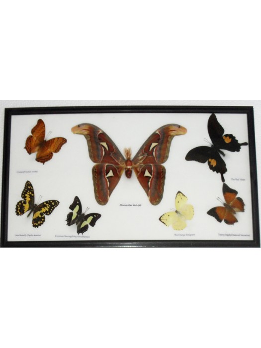 7 Real Butterflies Moth(M) collection Taxidermy framed