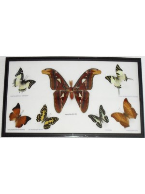 7 Real Butterflies Moth(M) collection Taxidermy framed