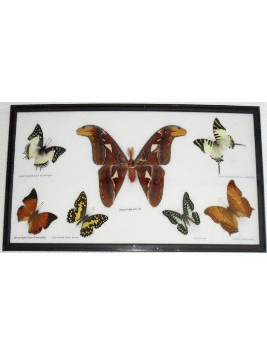7 Real Butterflies Moth(M) collection Taxidermy framed