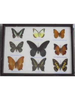 Real 9 Beautiful Framed Butterfly Shop For Sale Collections,Gifts Taxidermy