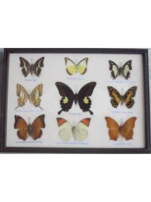 Real 9 Beautiful Framed Butterfly Shop For Sale Collections,Gifts Taxidermy