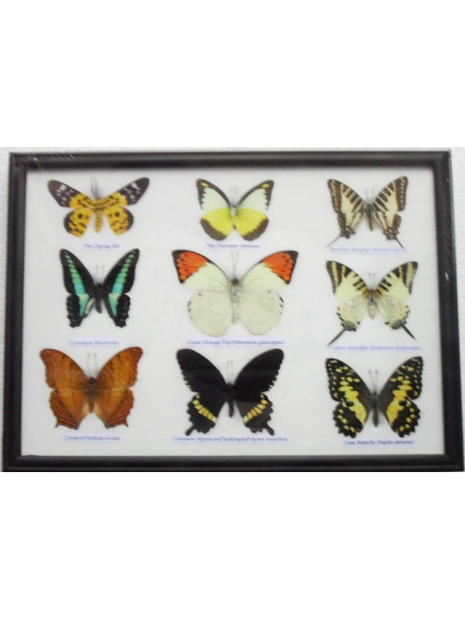 Real 9 Beautiful Framed Butterfly Shop For Sale Collections,Gifts Taxidermy