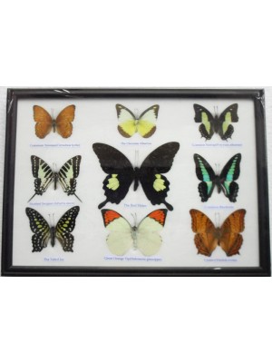 Real 9 Beautiful Framed Butterfly Shop For Sale Collections,Gifts Taxidermy