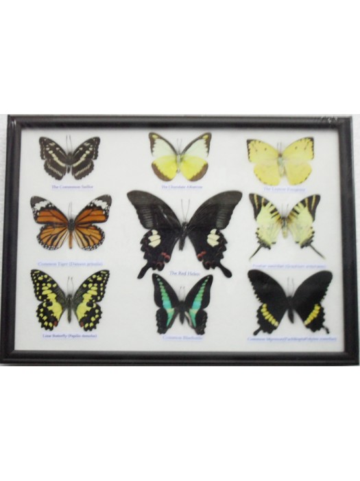 Real 9 Beautiful Framed Butterfly Shop For Sale Collections,Gifts Taxidermy