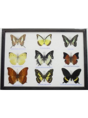 Real 9 Beautiful Framed Butterfly Shop For Sale Collections,Gifts Taxidermy