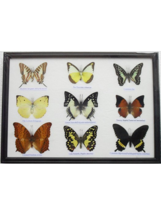 Real 9 Beautiful Framed Butterfly Shop For Sale Collections,Gifts Taxidermy