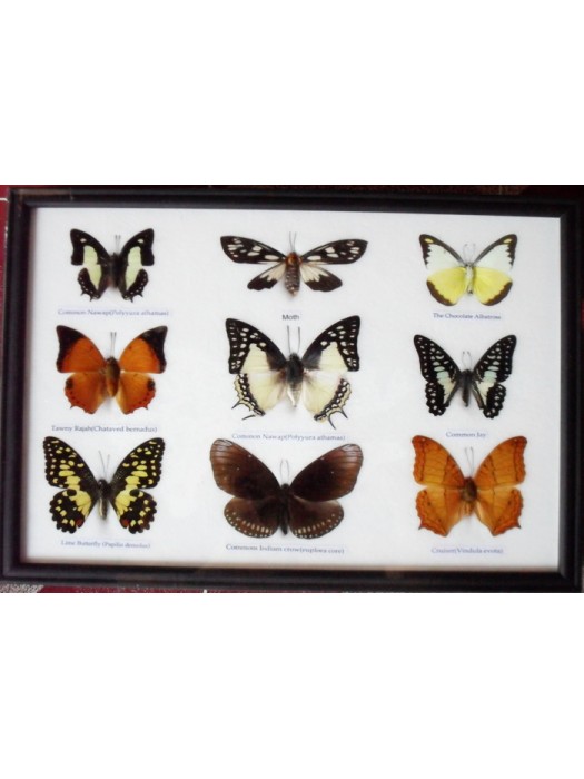 Real 9 Beautiful Framed Butterfly Shop For Sale Collections,Gifts Taxidermy