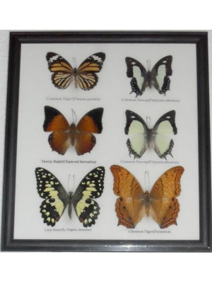 Real 6 Butterfly Taxidermy Collection in Frame