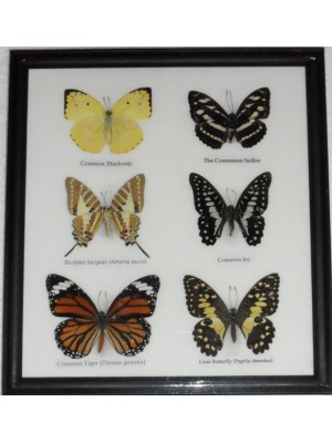 Real 6 Butterfly Taxidermy Collection in Frame
