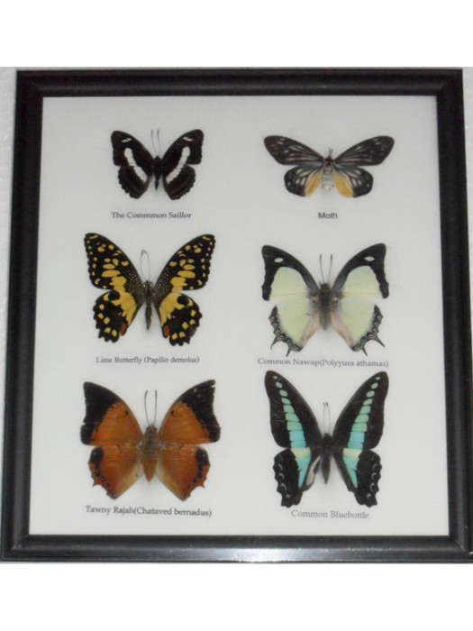 Real 6 Butterfly Taxidermy Collection in Frame