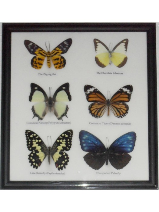 Real 6 Butterfly Taxidermy Collection in Frame