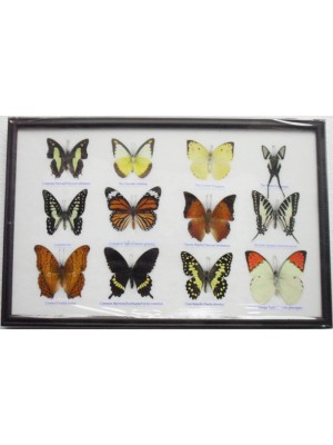 Real 12 Beautiful Mounted Framed Butterflies From Nature Gifts In Frame Taxidermy