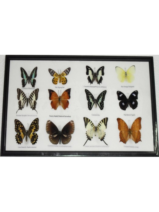 Real 12 Beautiful Mounted Framed Butterflies From Nature Gifts In Frame Taxidermy