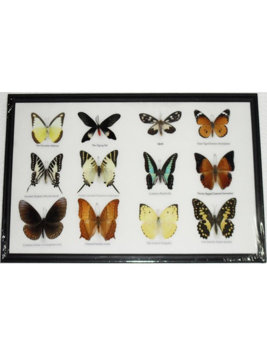 Real 12 Beautiful Mounted Framed Butterflies From Nature Gifts In Frame Taxidermy